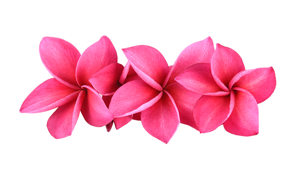 pink-frangipani-flowers-isolated-white-background-min.png